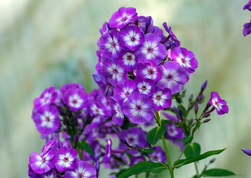 Флокс в горшке