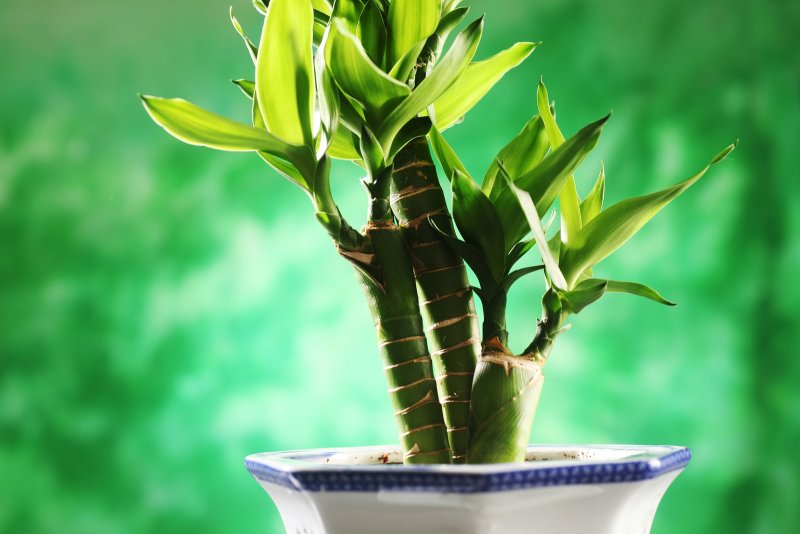 Dracaena Lucky Bamboo