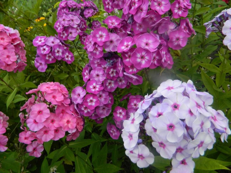 Флоксы куст