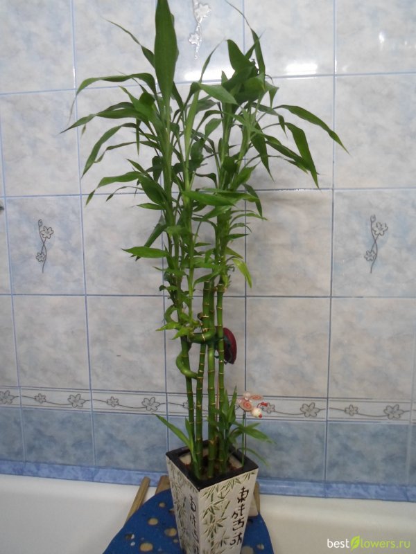 Драцена Сандера Dracaena sanderiana
