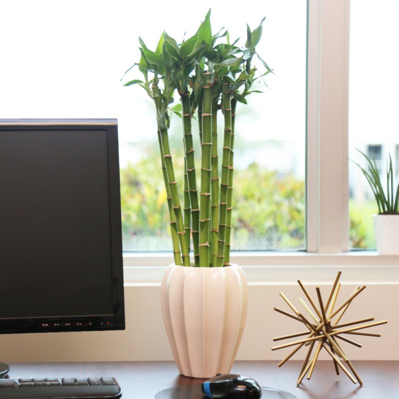 Драцена Сандера Dracaena sanderiana