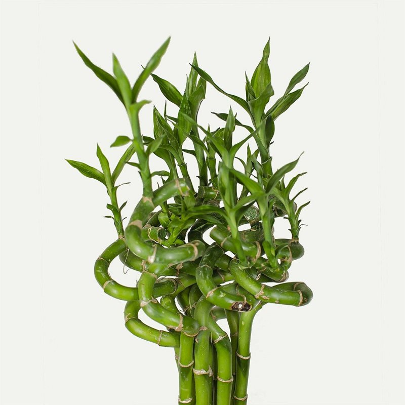 Драцена Lucky Bamboo