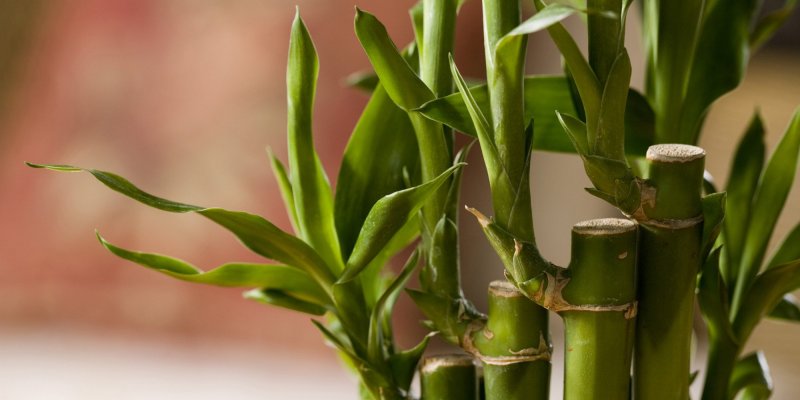 Dracaena braunii