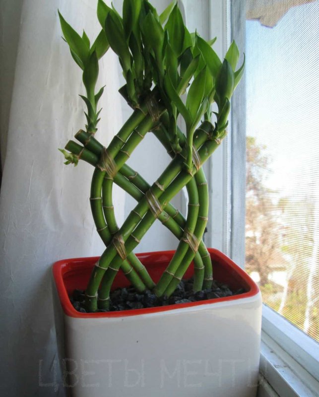 Сандера, бамбук счастья (Dracaena sanderiana);