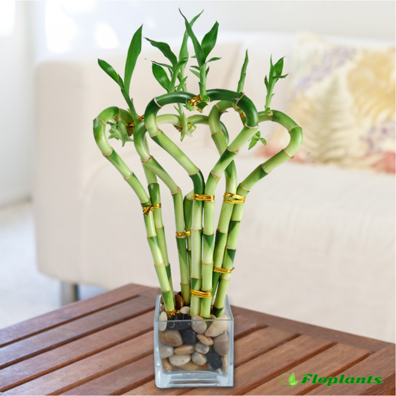 Драцена Сандера Dracaena sanderiana