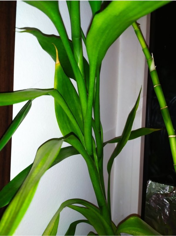 Dracaena sanderiana