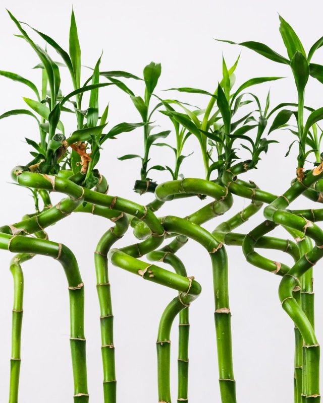 Dracaena Lucky Bamboo