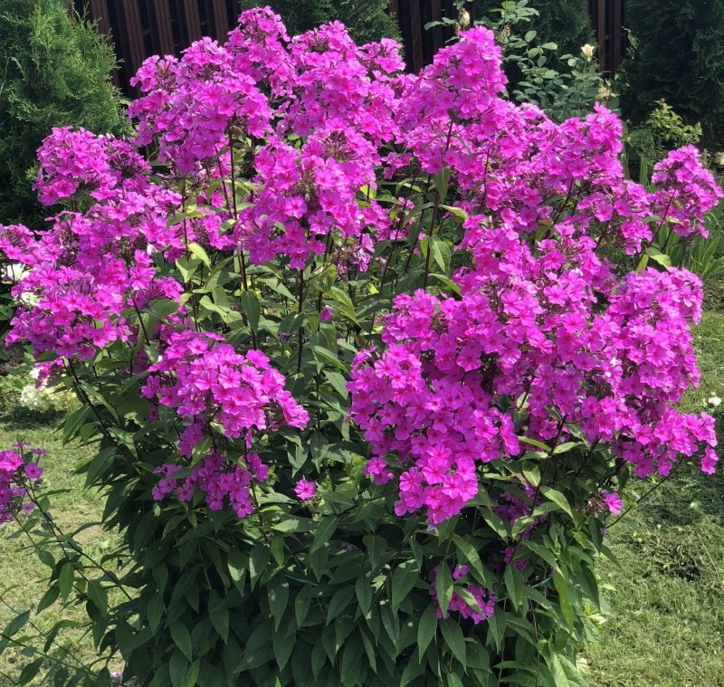 Клумба Флокс Барвинок
