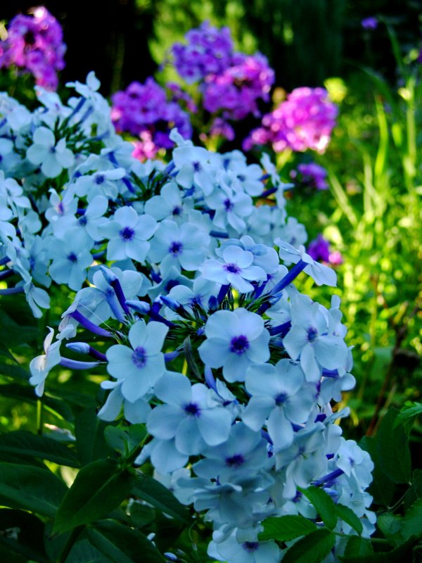 Флоксы куст