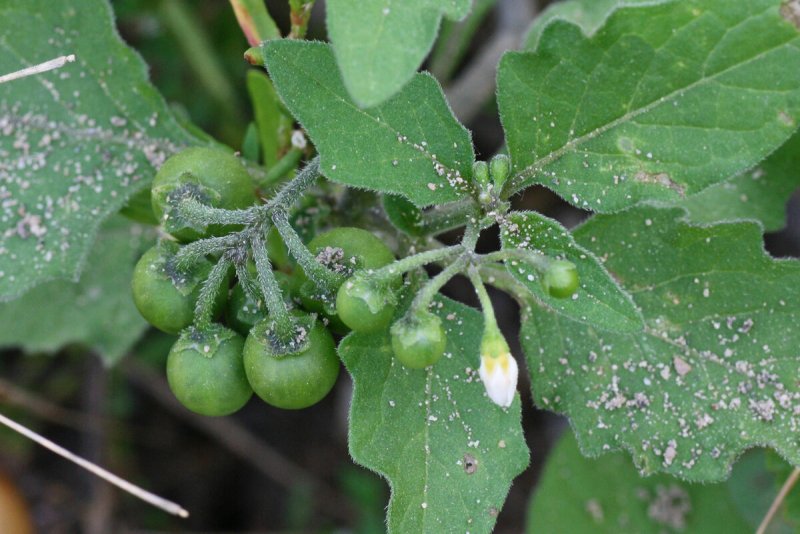 Паслен черный (Solanum nigrum)