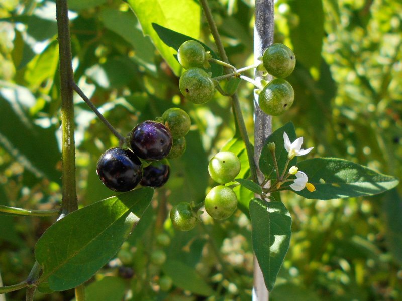 Паслен черный (Solanum nigrum)