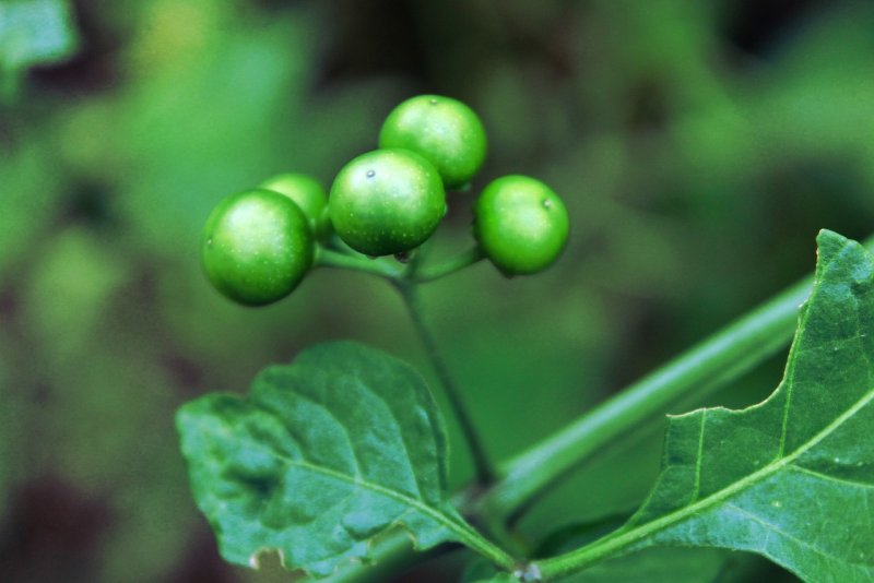28. Паслен черный (Solanum nigrum)