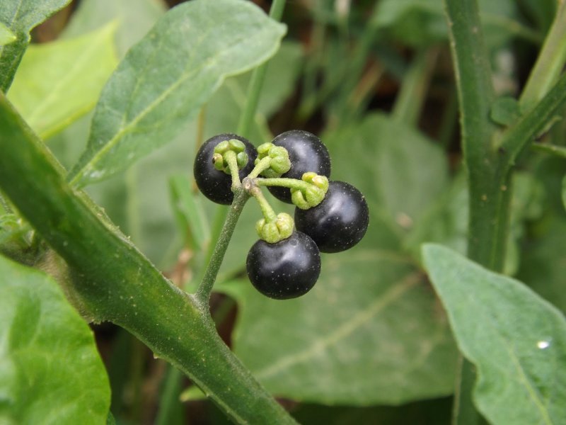 Паслён чёрный (Solanum nigrum l.)