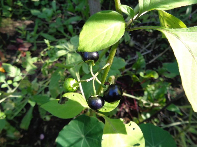 Паслён чёрный (Solanum nigrum l.)