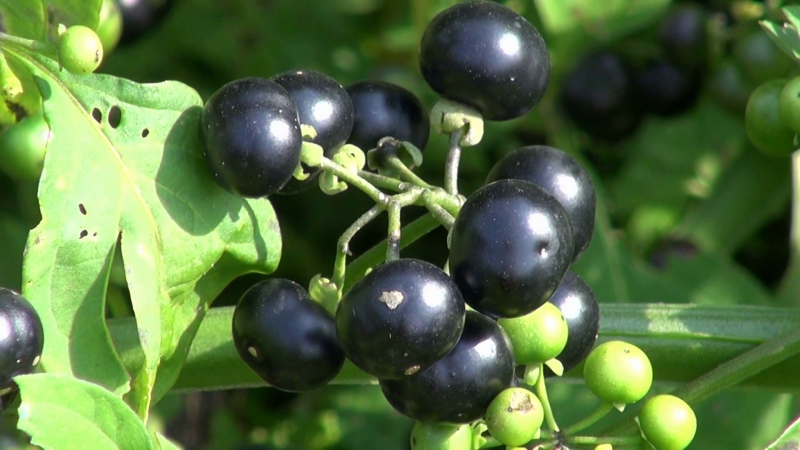 Паслен черный (Solanum nigrum)