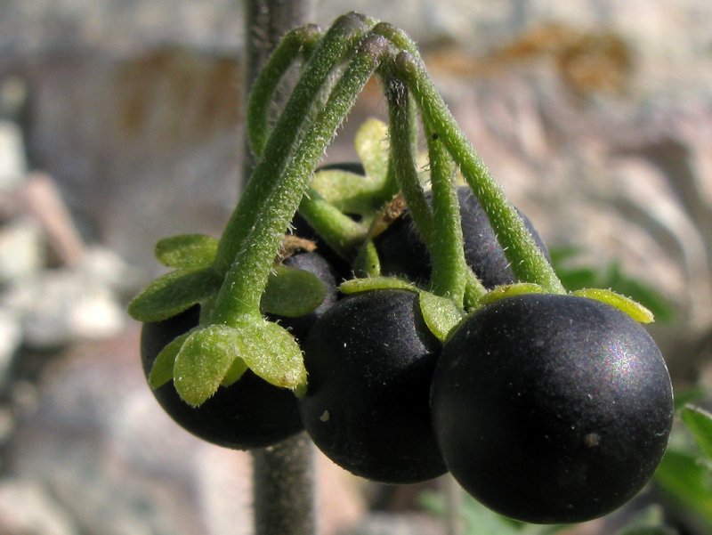 Паслен черный (Solanum nigrum)