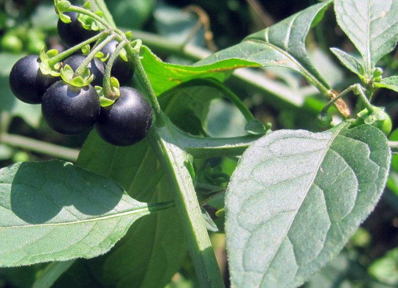 Паслен черный (Solanum nigrum)