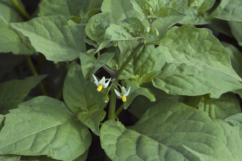 Растение Solanum nigrum фото