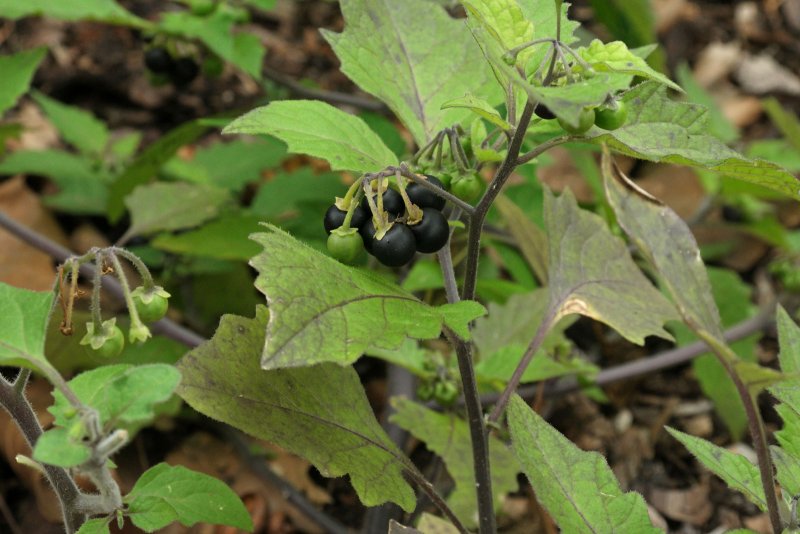Паслен черный (Solanum nigrum)