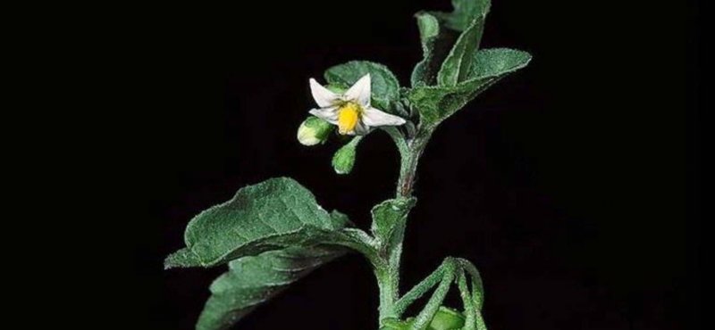 Паслён сладко-Горький (Solanum Dulcamara l.)