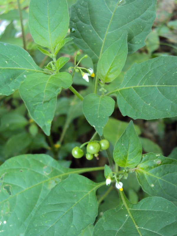 Паслён чёрный (Solanum nigrum l.)
