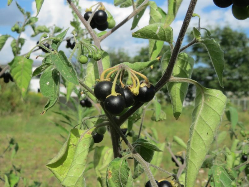 Паслён чёрный куст