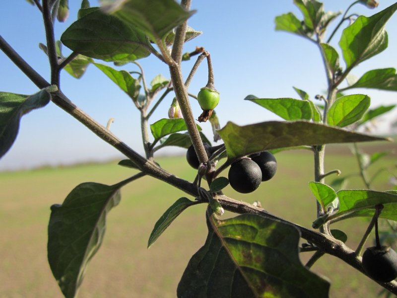 Паслен черный (Solanum nigrum)