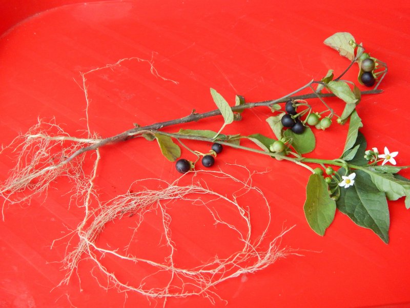 Solanum nigrum цветок