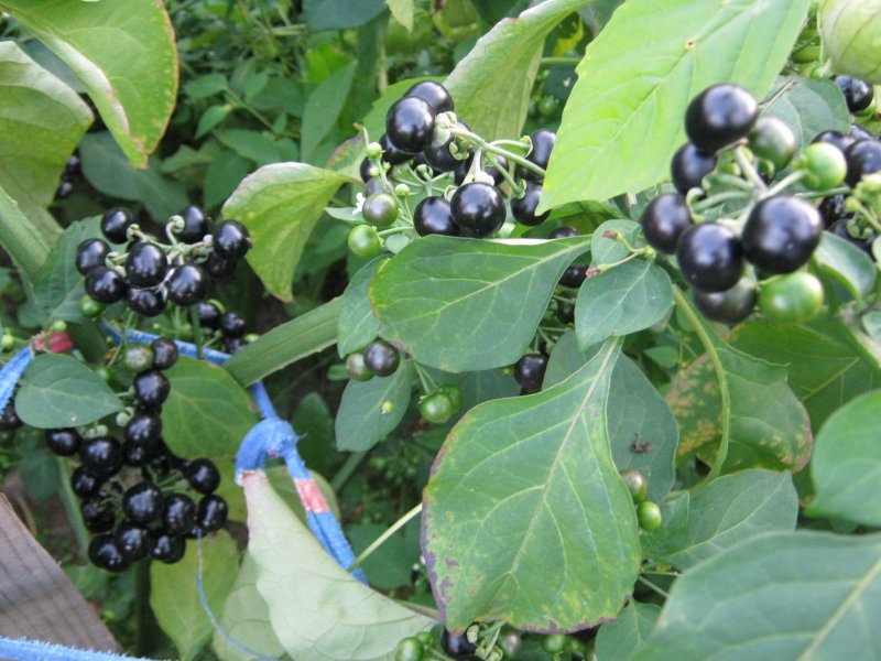 Solanum nigrum Seeds