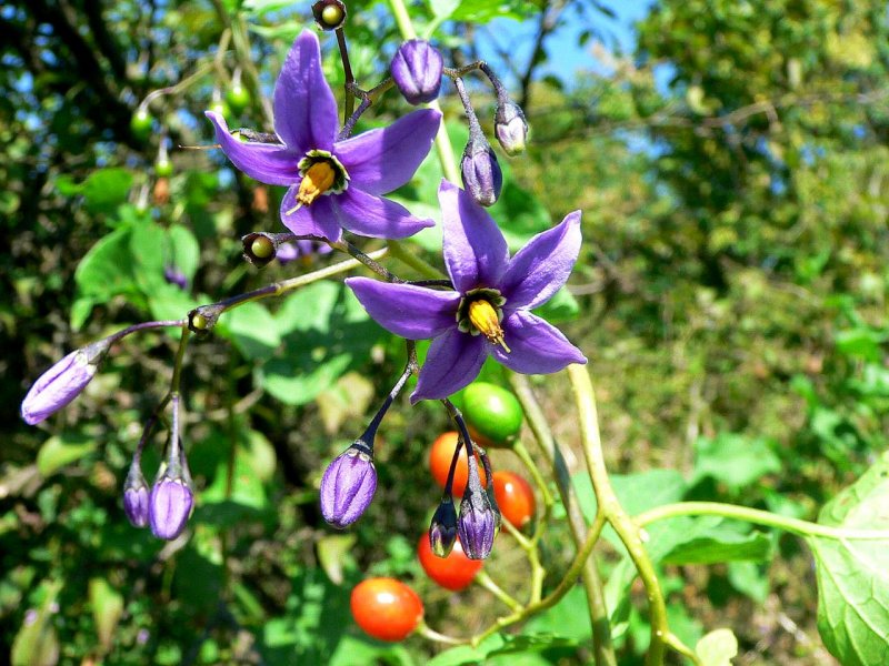 Семейство Solanaceae