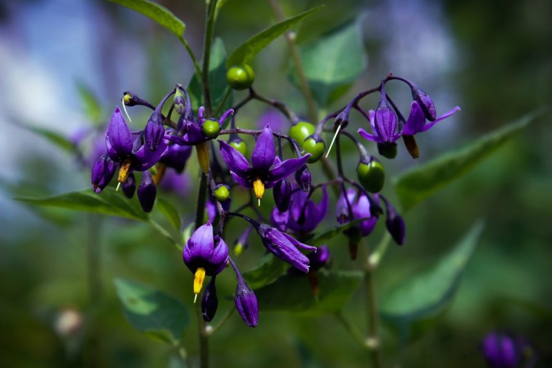 Lycianthes rantonnetii
