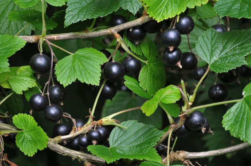 Паслен сладко-Горький (Solanum Dulcamara)