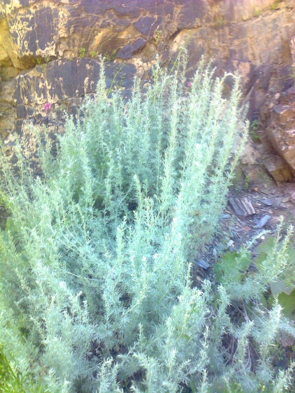 Полынь Крымская (Artemisia Taurica)