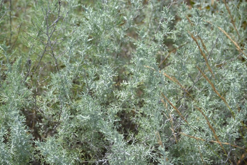 Полынь лимонная (Artemisia balchanorum)