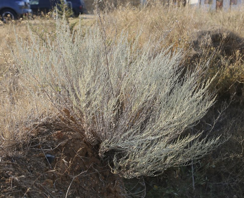 Полынь Крымская (Artemisia Taurica)