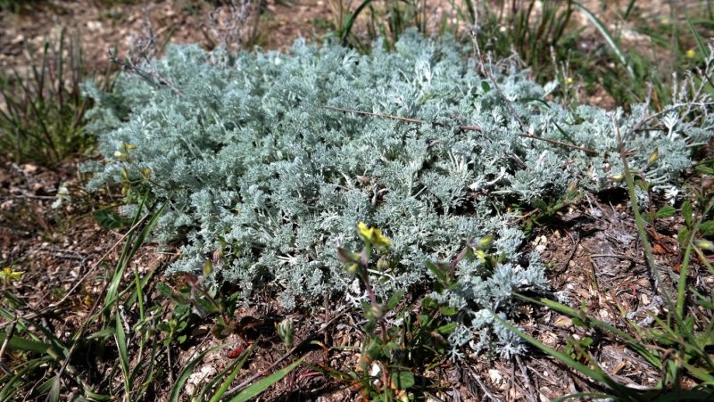 Полынь Лерха (Artemisia lercheana)