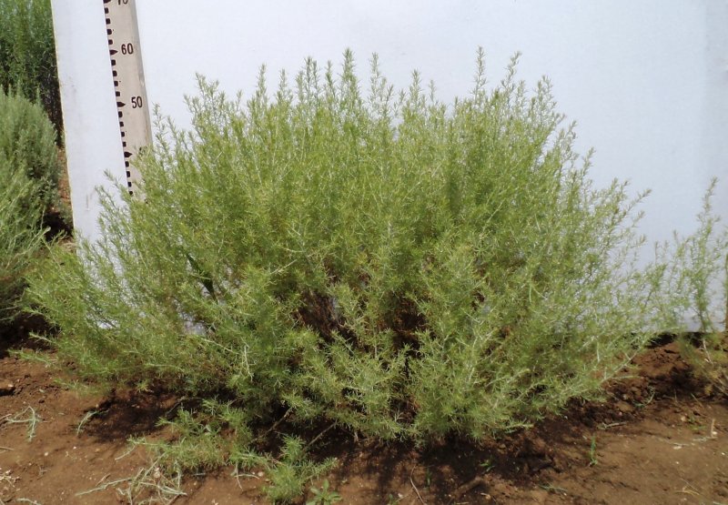 Полынь Крымская (Artemisia Taurica)