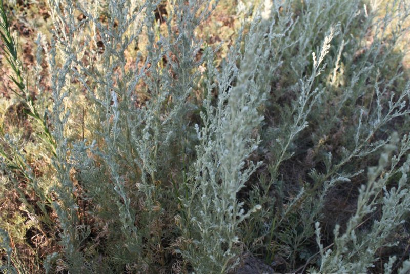 Полынь лимонная (Artemisia balchanorum)