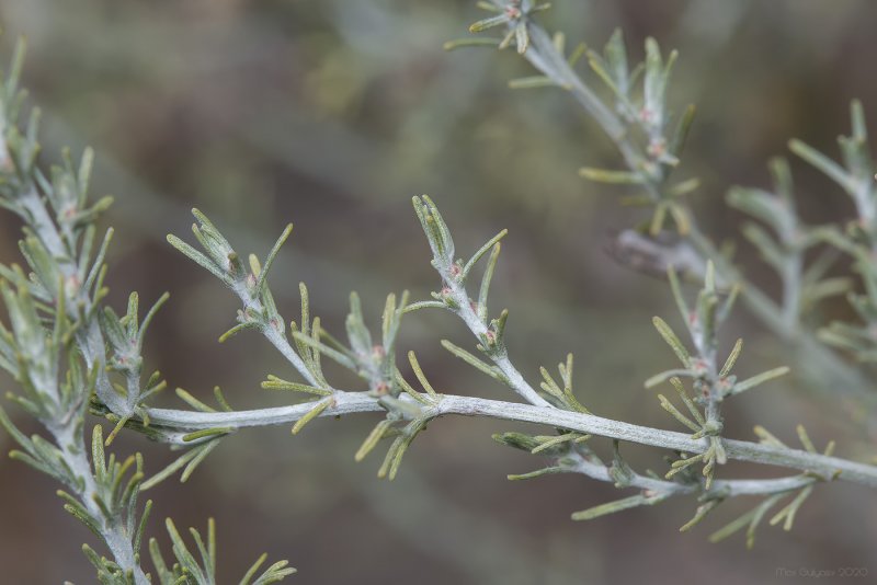 Полынь Artemisia maritima