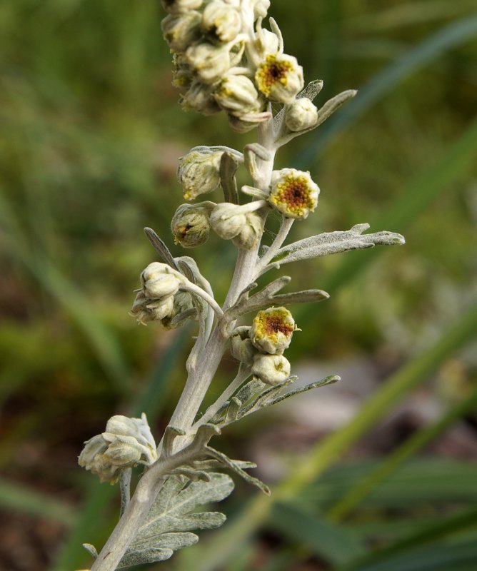 Artemisia californica