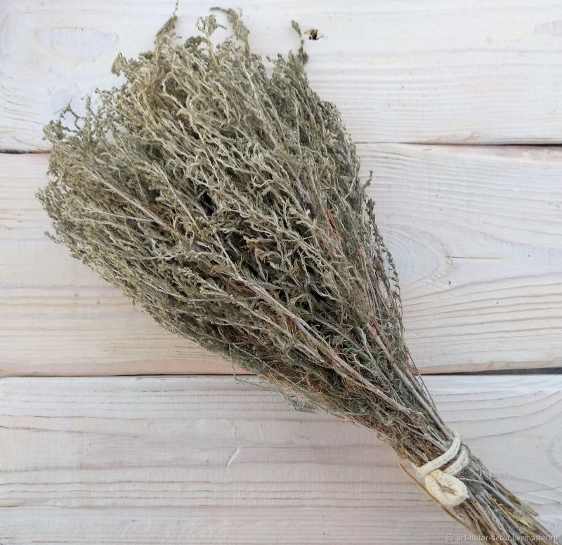 Artemisia stelleriana описание