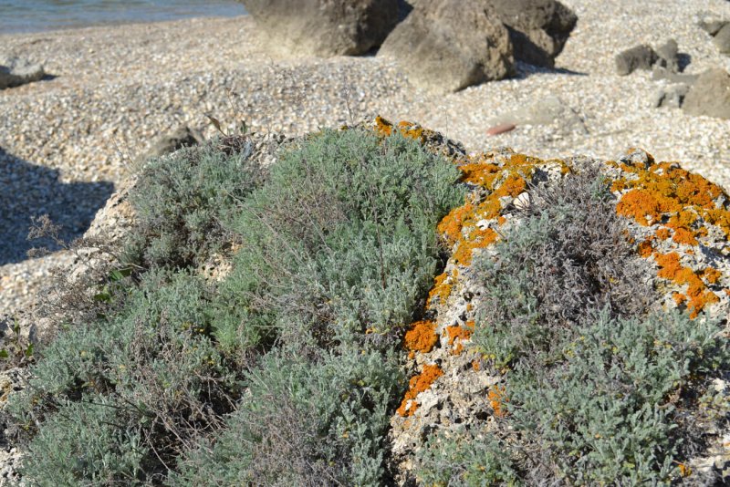 Полынь Таврическая (Artemisia Taurica)