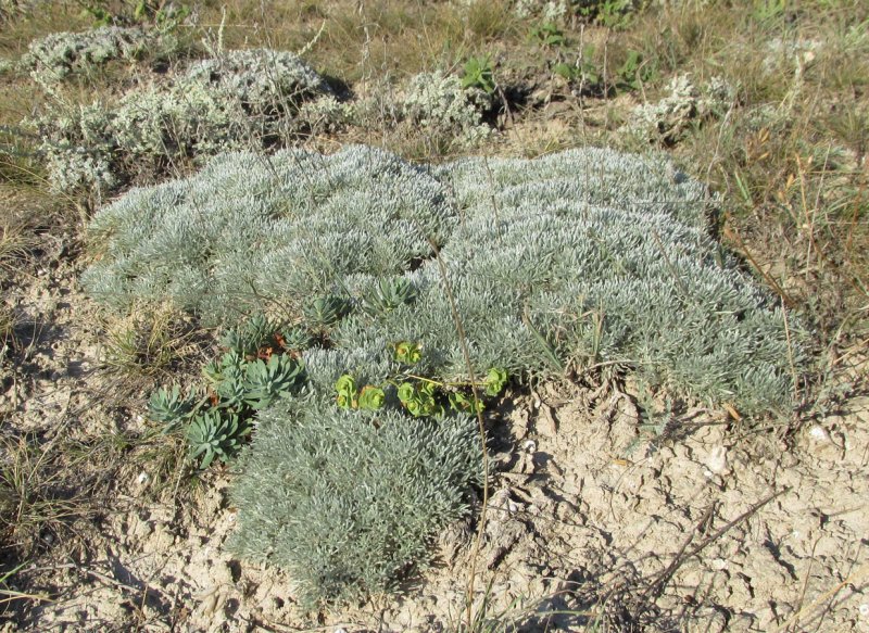 Artemisia Taurica