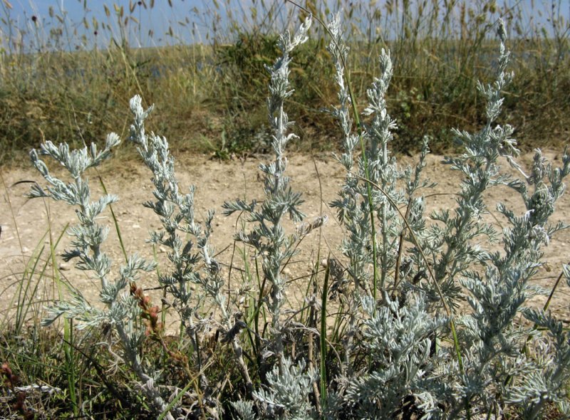 Artemisia Pontica