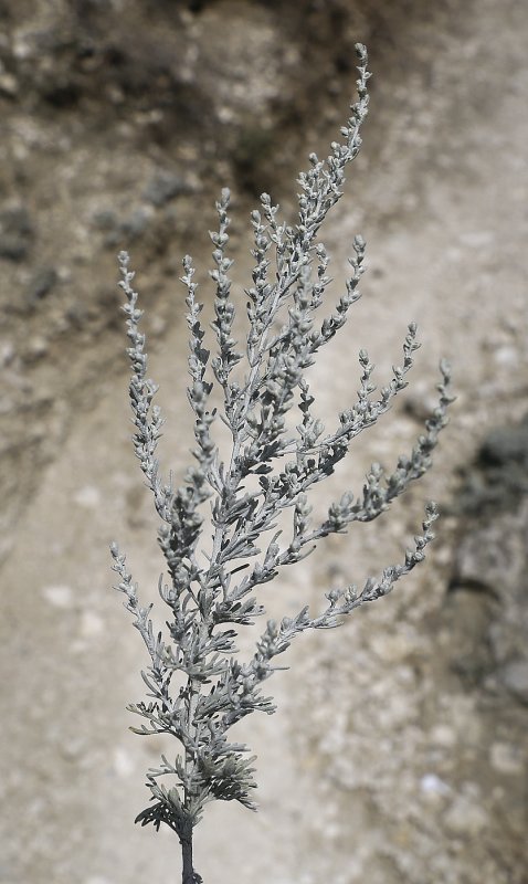 Artemisia Taurica Willd. - Полынь Крымская