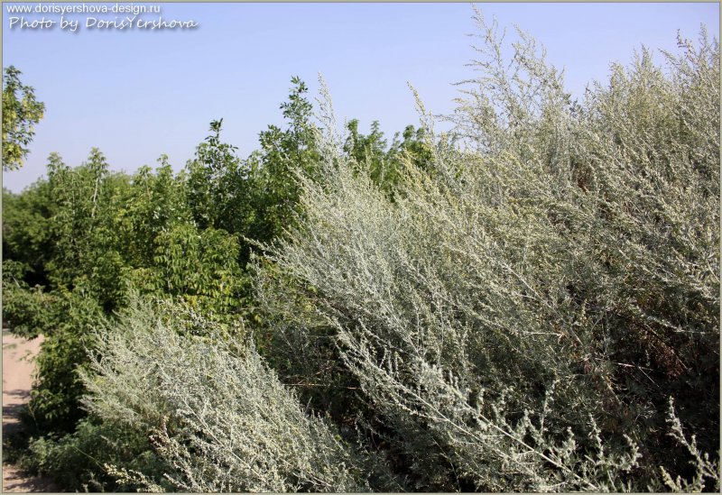 Кустарник эфедра