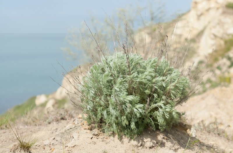 Полынь Крымская (Artemisia Taurica)