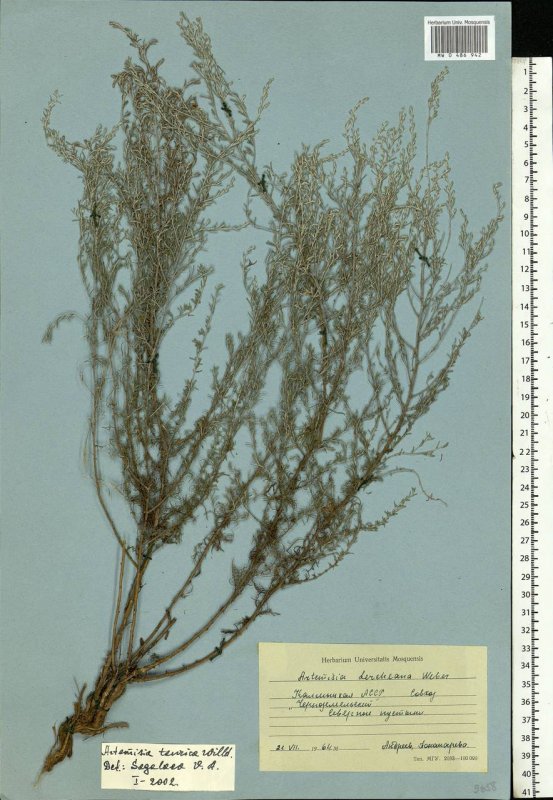 Полынь Крымская (Artemisia Taurica)
