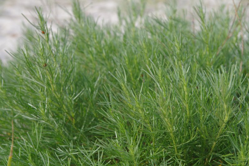 Полынь Лерха (Artemisia lercheana)