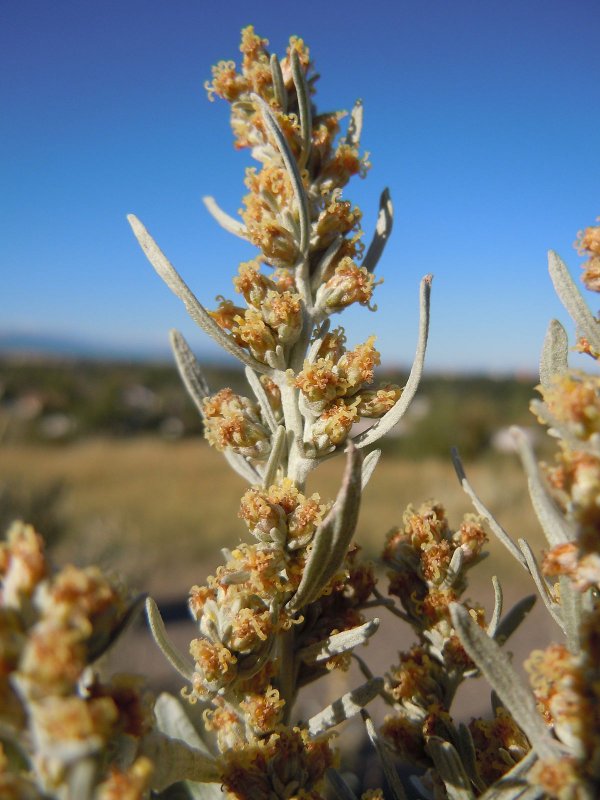 Полынь Таврическая (Artemisia Taurica)